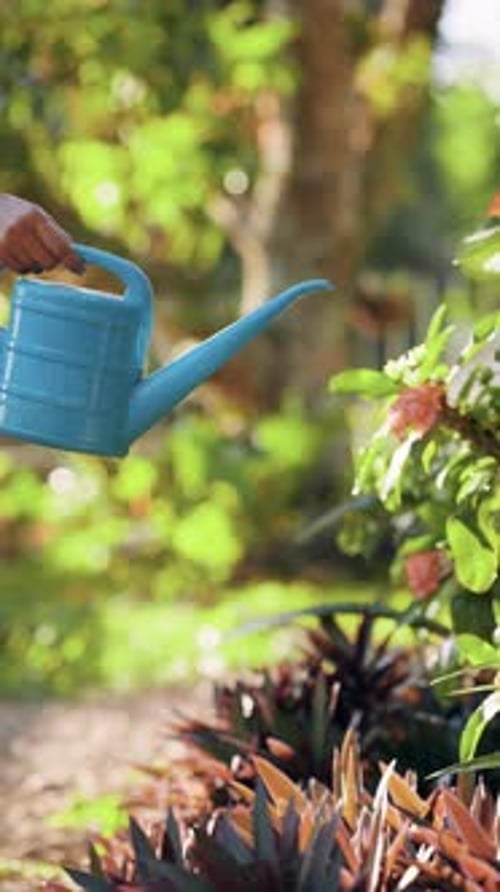 Woman Watering Plants in Tropical Garden with Watering Can