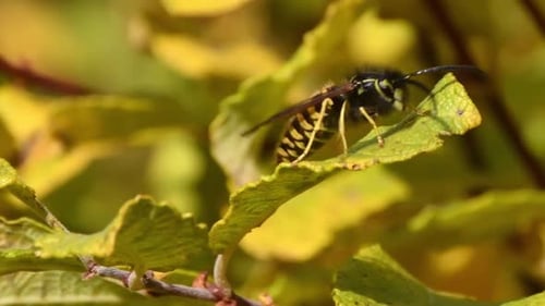 Wasp walking around tree leaf and then flying away. Wasps are very important part of nature environm