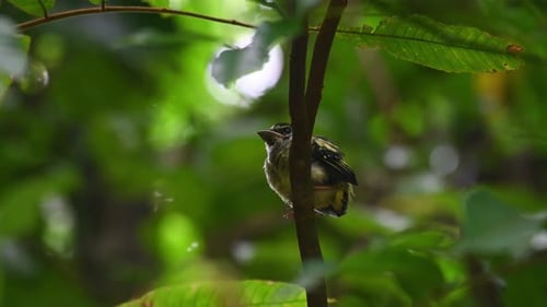Schwarz-gelber Breitschnabel, Eurylaimus ochromalus, Thailand; auf einer Diagonale b sitzender Jungvogel