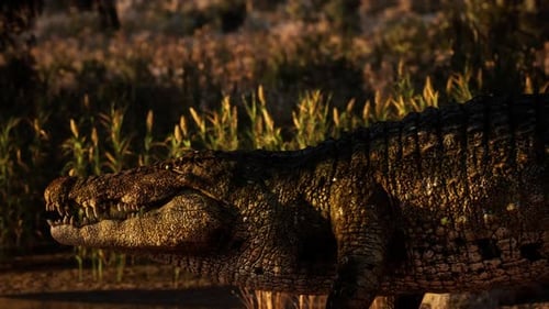 Crocodile se reposant près d'un champ dans la lumière du soir
