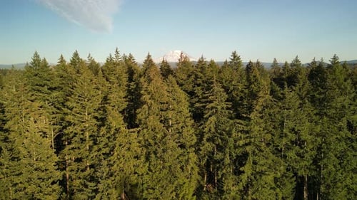 Aerial drone shot gliding above dense evergreen forest canopy under soft afternoon light