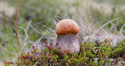 Beautiful boletus edulis mushroom in arctic tundra moss. White mushroom in Beautiful Nature Norway