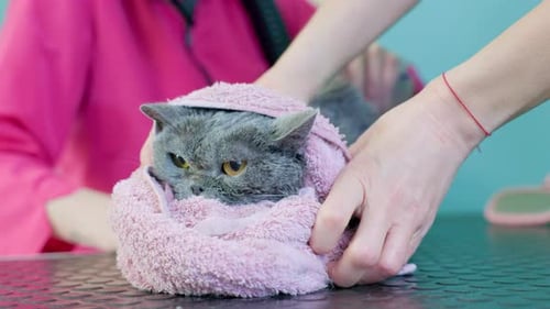 Gray Cat Wrapped in Towel After Bath