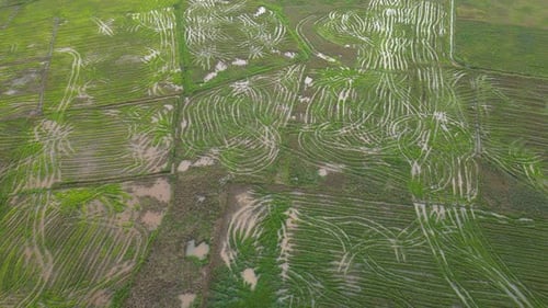 Drone shot paddy field