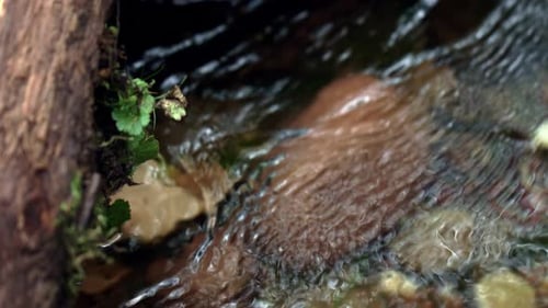 Ruhig plätschernder Bach mit flachem, erfrischendem Wasser. Schnelle Strömung des flachen Waldflusses. Wasser O...