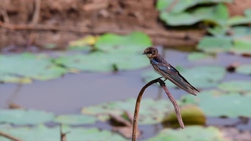 Ein kleiner, sich schnell bewegender Vogel, der fast überall auf der Welt zu finden ist und die meiste Zeit herumfliegt
