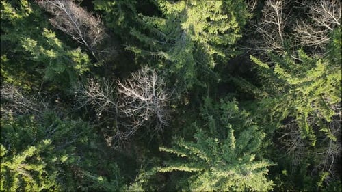 Aerial View of the Tops of the Spruce Autumn Forest
