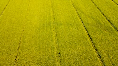 Huge Field of Flowering Rapeseed Canola Flowers Swaying in Wind Aerial View