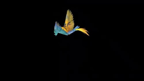 Flying Colorful Parrot Animation