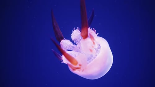 Elegant Jellyfish Swimming Underwater in Dark Blue Ocean