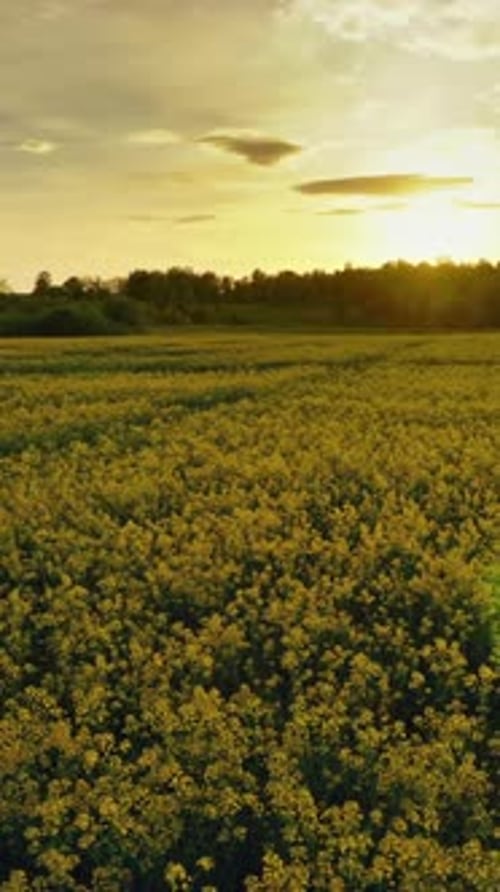 Flowering rapeseed field at sunset, timelpase