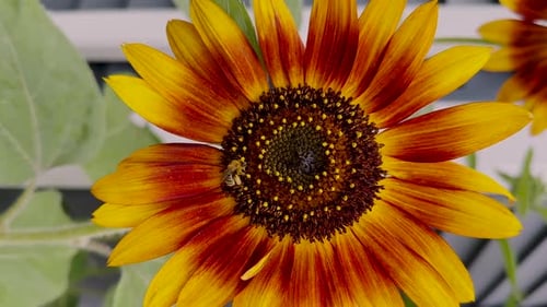 Honey Bee Pollinating a Beautiful Sunflower in Sunlight