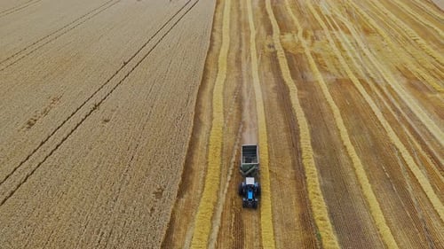 Tractor during harvest. Process of gathering a ripe crop from the fields. Aerial view