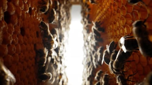 Arbeitsprozess der Bienen: Extremer Makroblick im Inneren des Bienenstocks, Wachs, Honig, Nektarbrut