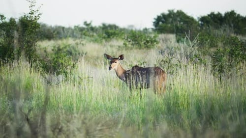 Einsame weibliche Nyala-Antilope weidet friedlich im hohen grünen Gras der wilden afrikanischen Savanne Serene