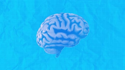 Plano del cerebro humano: Spin