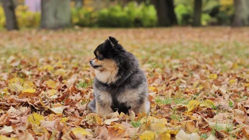 Small Dog Sitting in Fall Leaves