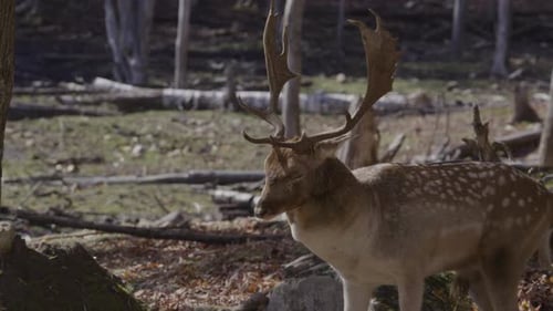 White tailed deer with antlers close up