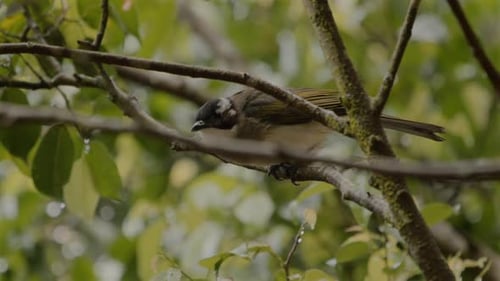 Small Songbird Perched on a Tree Branch in Lush Greenery