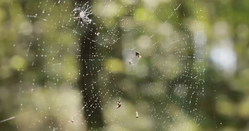 Raindrops on the spider web. Cobwebs in small drops of rain.