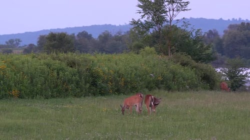 White-tailed deer feeding in a grassy field in the late evening light.