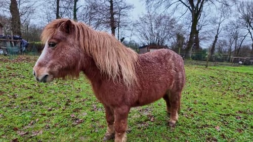 Close-up view about an interesting colored chestnut pony while standing, France.