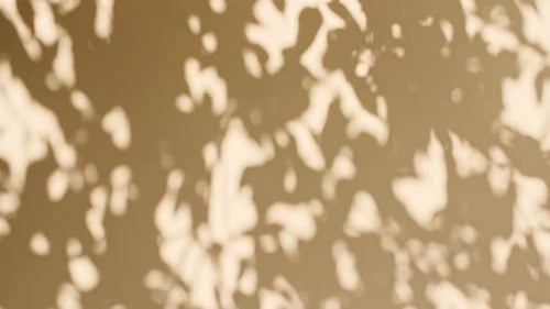 Transparent Soft Light and Shadows From Branches Plant Foliage and Leaves Morning Sunlight and Tree