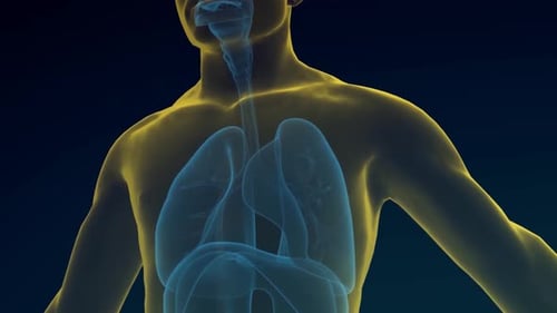 3D Human Torso Respiratory System Breathing Medical Animation