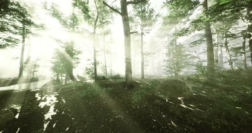 Sunlight Filters Through Trees in a Serene Forest Setting at Dawn