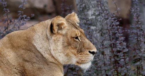 Afrikanischer Löwe, Panthera Leo, Porträt einer Frau, Echtzeit 4K