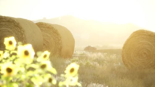 Hay Bales in Golden Field at Sunset with Sunflowers