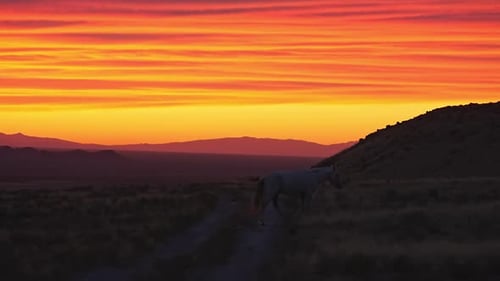 Wild horse walking across dirt road during colorful sunset