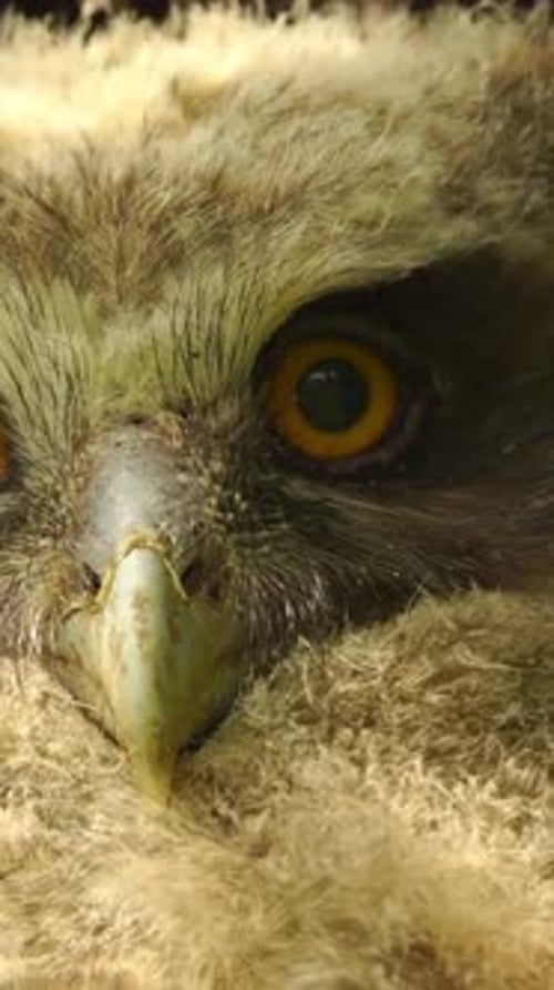 Vertical View Of Owl, Wildlife in Deep Forest