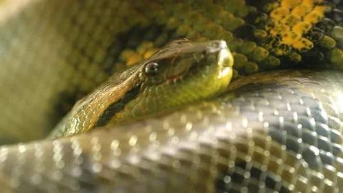 Green Anaconda Snake Resting on Its Coils in the Jungle