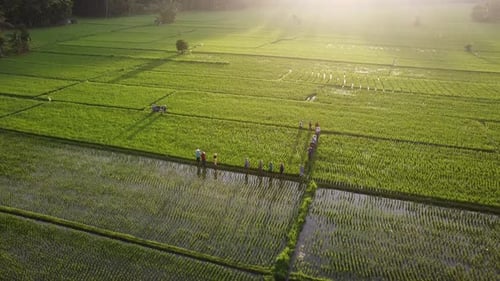 People walk through lush green rice field at sunrise