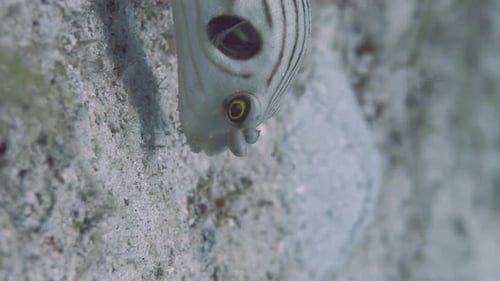 Tropical Fish Swimming Underwater Among Marine Plants