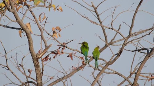 A Couple Of Swallow-tailed Bee-eater Birds Resting On Leafless Tree Branches. Static Shot