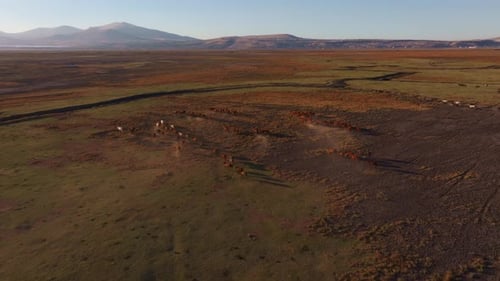 Luftaufnahme von Wildpferden bei Sonnenuntergang über der malerischen Landschaft, Türkei.