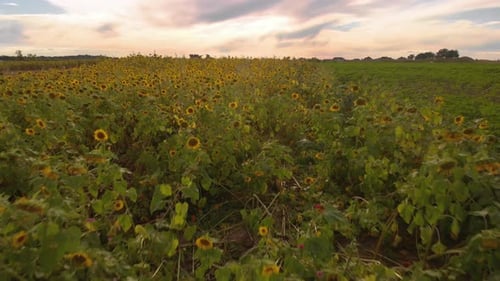 Sunflower Sunsets. Thousands of sunflowers glow in the sunlight.