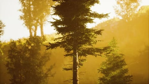 Profondeur d'une forêt de conifères avec la lumière magique du soleil passant entre les arbres