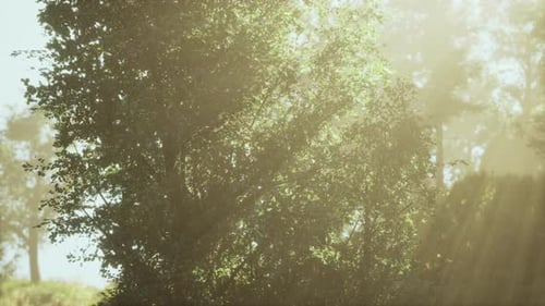 Sun Rising in a Forest with Fog