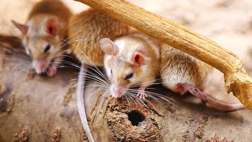 Family of Spiny Mouses Species of Rodent Within the Genus Acomys Spiny Mice are Small Mammals with