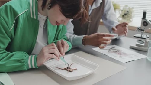 Girl Dissecting Frog