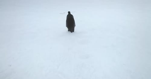 Emperor Penguin Walk Snow Hill in Antarctica Coast