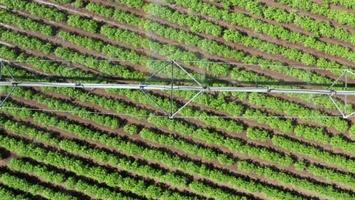 Aerial top down, center pivot irrigation sprinklers watering fresh farm crops