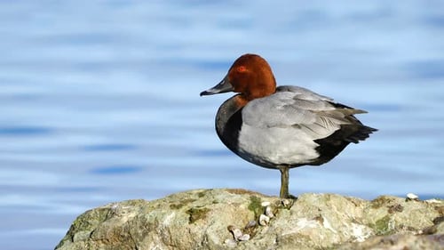 Common Pochard