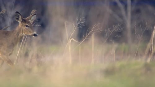 Young Deer Grazing Peacefully in a Grassy Field