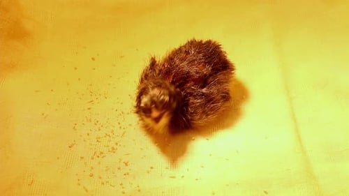 Close Up of Small Baby Bird on Yellow Surface