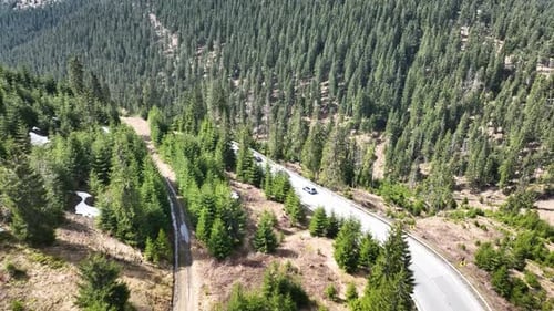 Imagens aéreas capturam uma estrada sinuosa serpenteando por uma floresta de imponentes árvores de coníferas