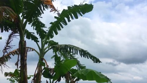Organic Banana Leaves Waving with white cloud as a background